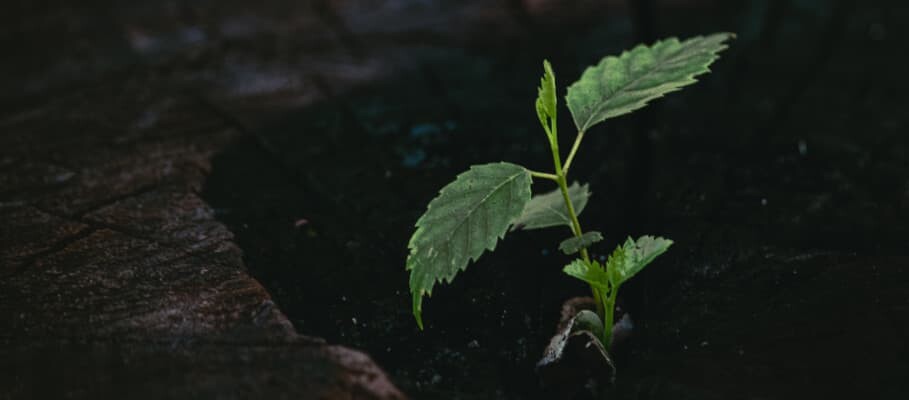 eine kleine Pflanze vor einem dunklen Hintergrund