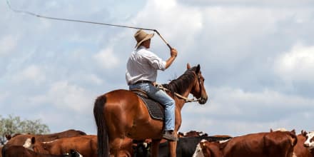 Bullwhip-Effekt: Cowboy auf Pferd